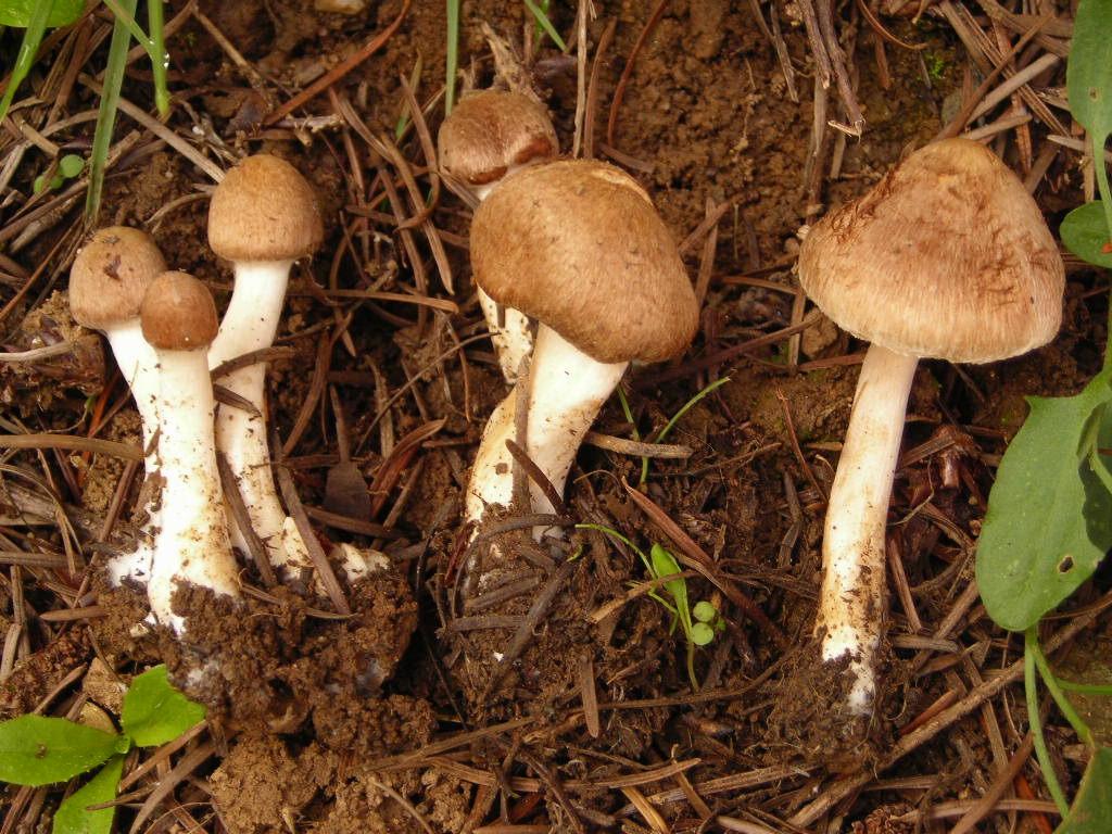 Inocybe.......